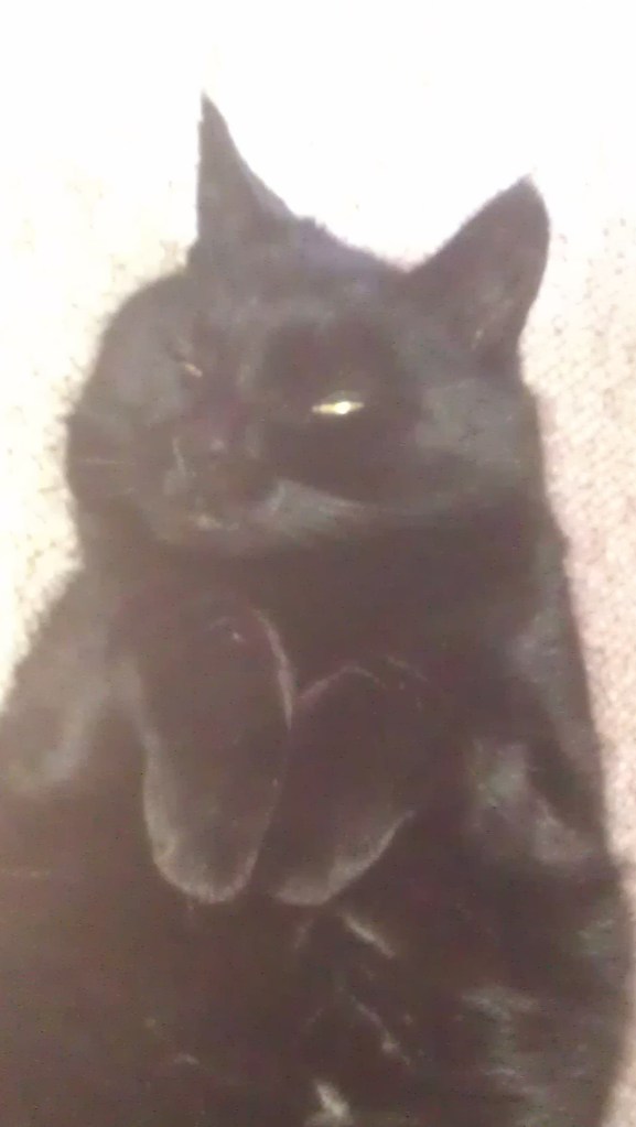 Half cat half rabbit