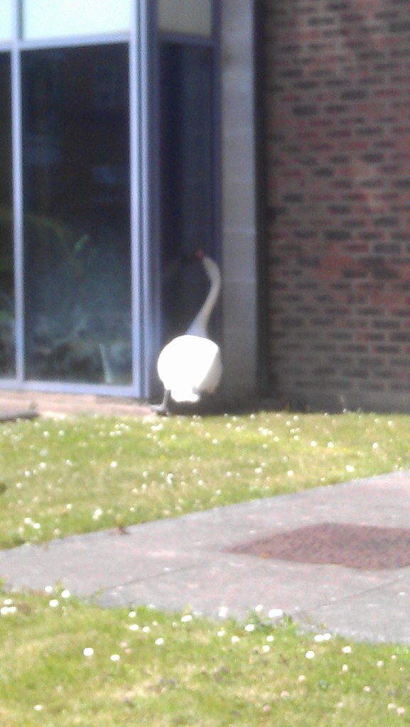 Swan burglary