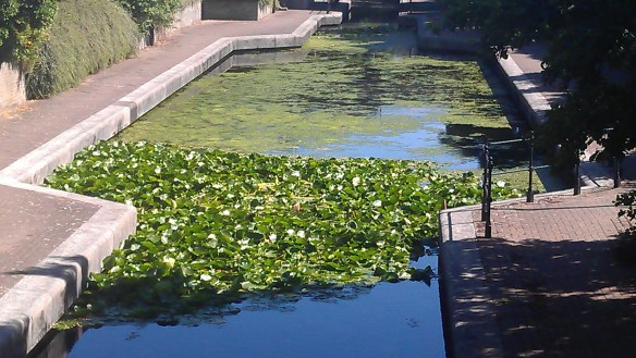 Lily pads [1]
