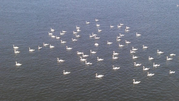 Swan armada [1]