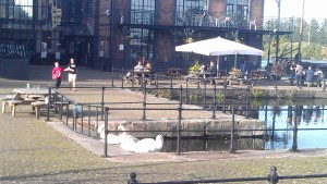 Swans at lunch