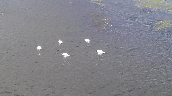 Synchronised swanning