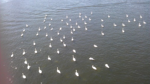 Swan armada [2]
