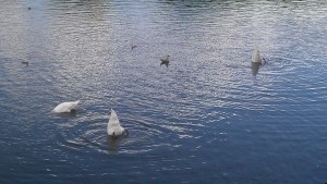 Roath park lake [5]
