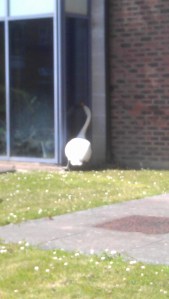 Swan burglary