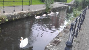 Swan family 2012 2