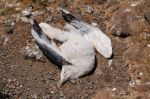 5-dead-gull-victim-of-fate-or-of-the-biologistas