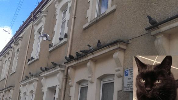 Cat amongst pidgeons