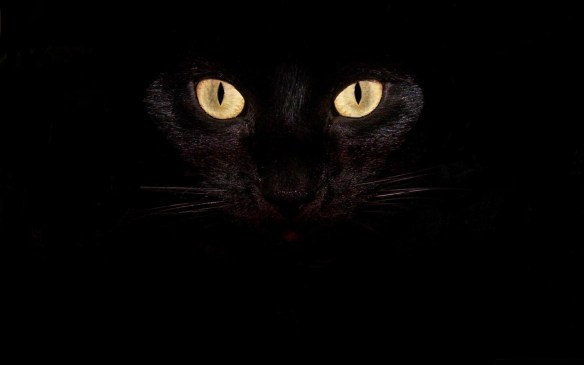 black-cat-eyes-cute-pet-cat-desktop-pictures-cute-1538612781