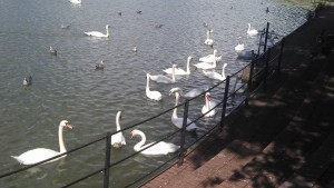 Roath park lake [12]