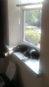Chilling in the sun