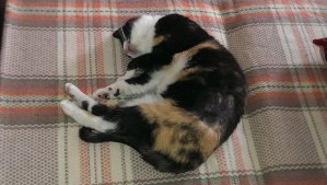 Sleeping cat