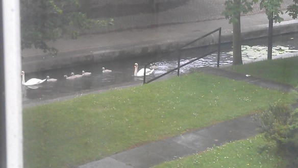 Swan family 2012 at 14