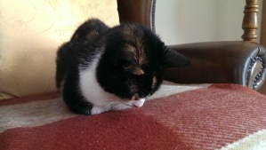 Contemplating from my chair