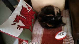 Rugby cat