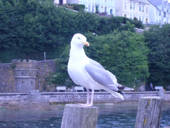 Seagull & West Looe