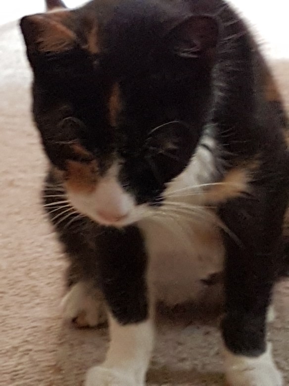 Where is that spider?