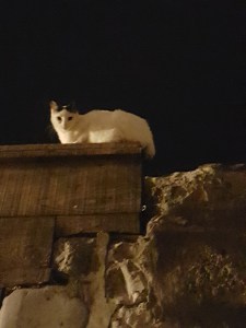 Going back to apartment [5] cat