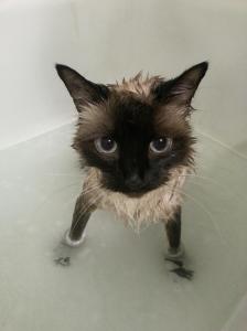 Why cats dont like water