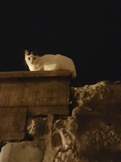 Going back to apartment [5] cat