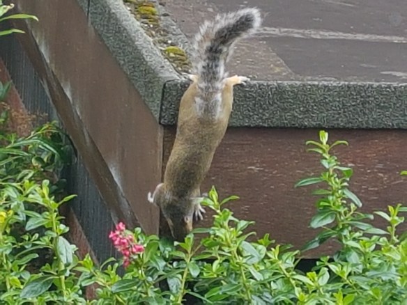 Squirrell [4]