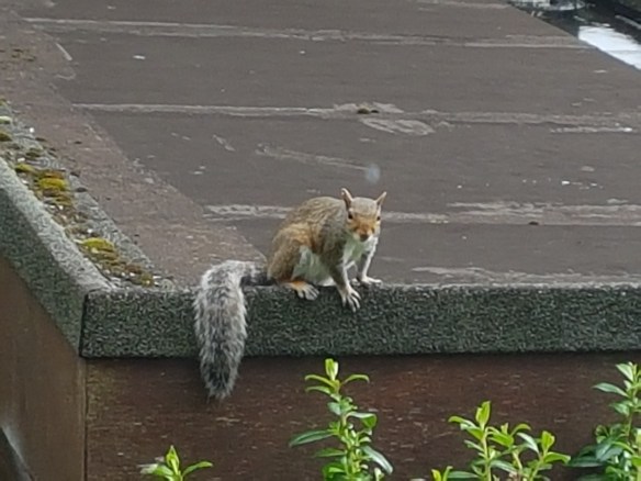 Squirrell [5]