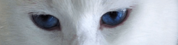 Cats eyes