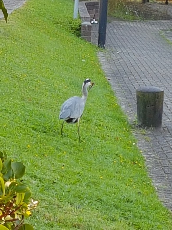 grey-heron-2