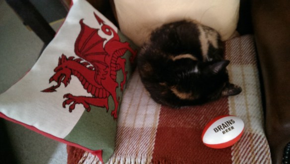 rugby-cat
