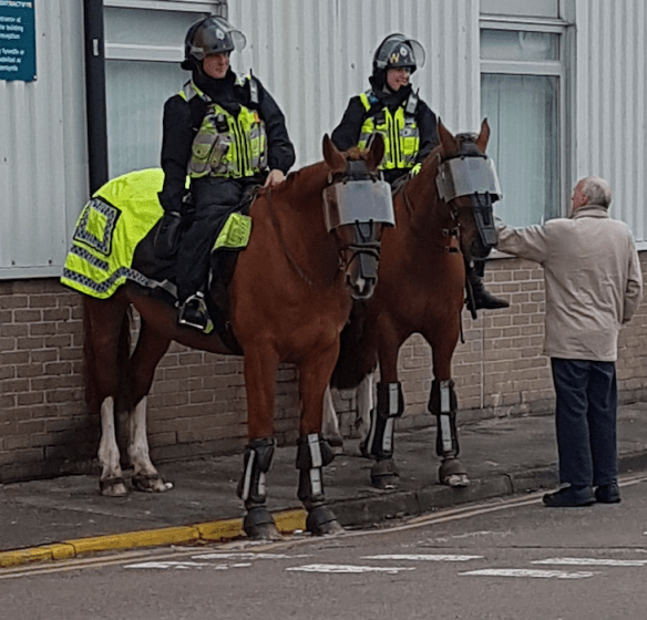 Police horses