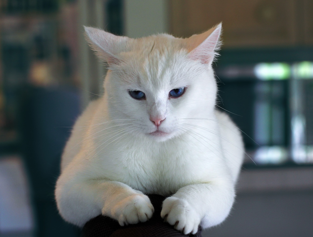 White cat blue eyes