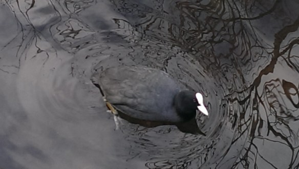 Bird in canal