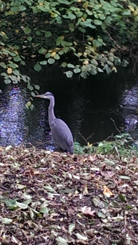 Heron @ Atlantic Wharf