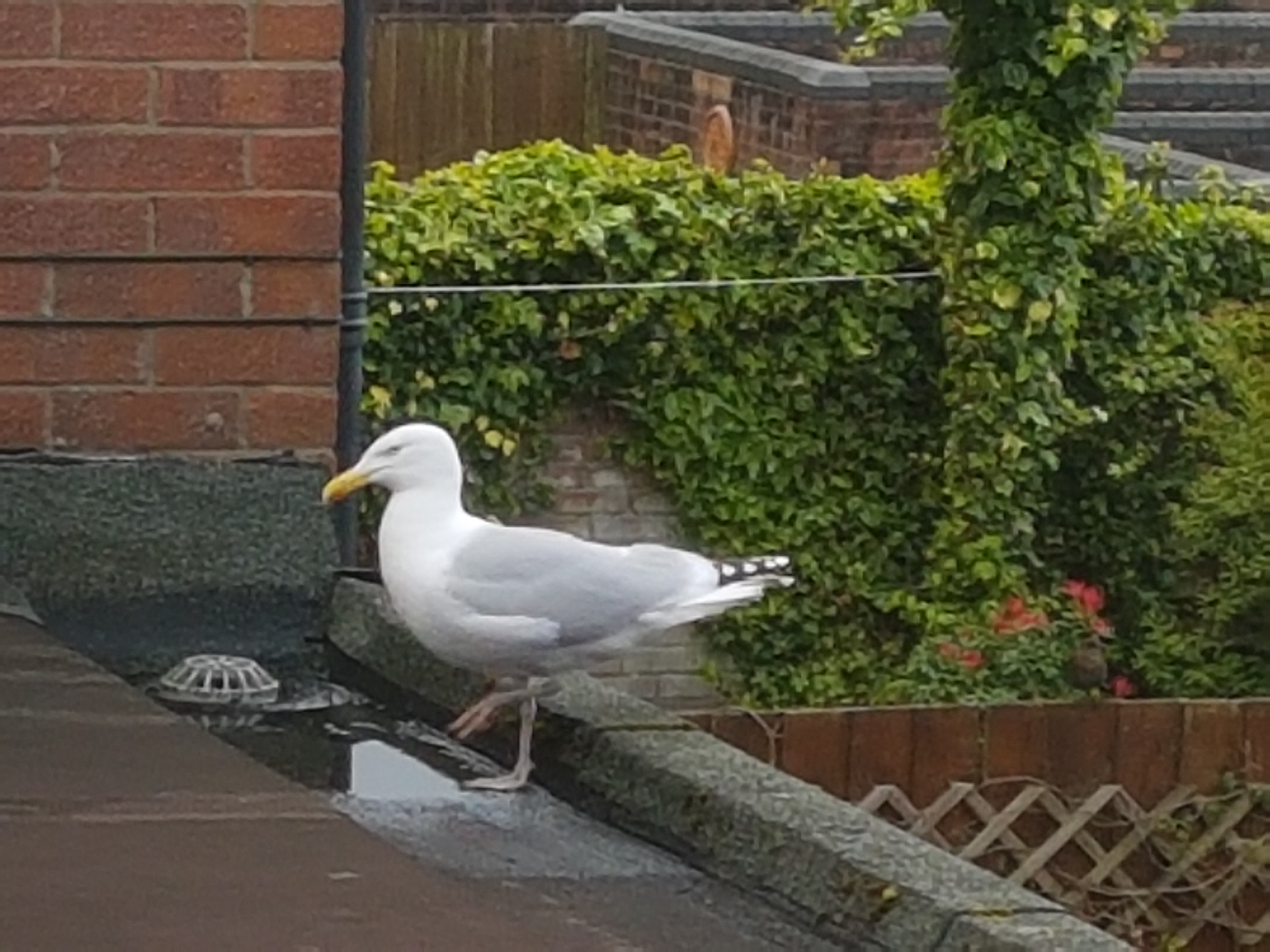 Seagull on binstore