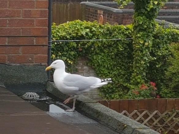 Seagull on binstore