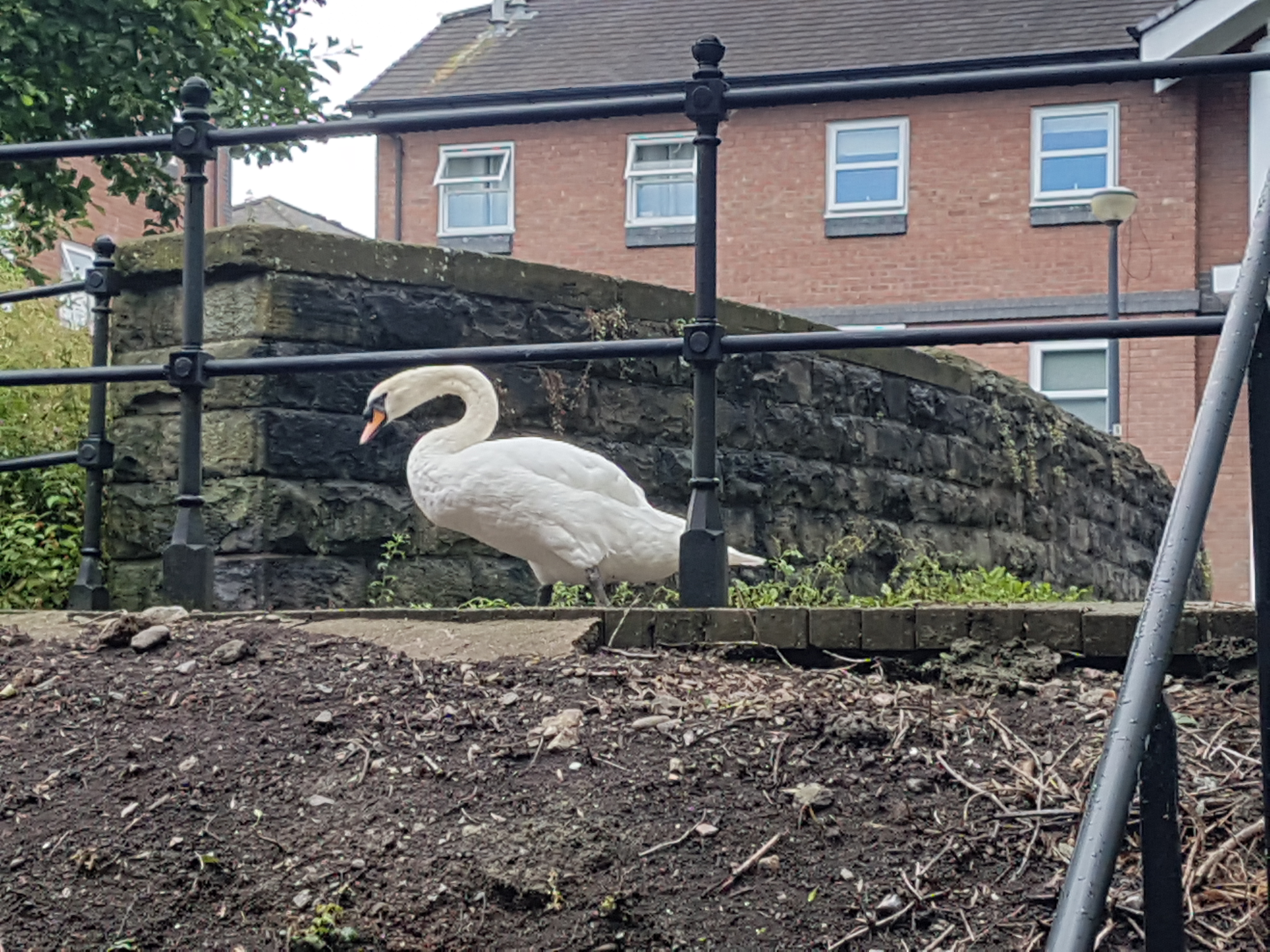 Swan deep in thought