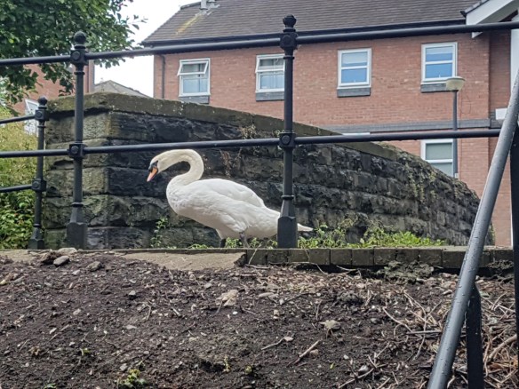 Swan deep in thought
