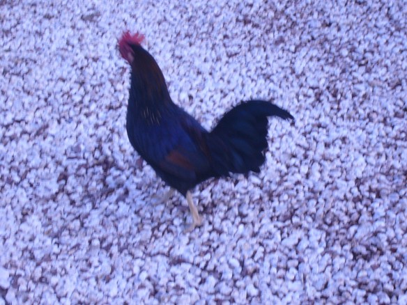 Chicken at Key Lime Inn