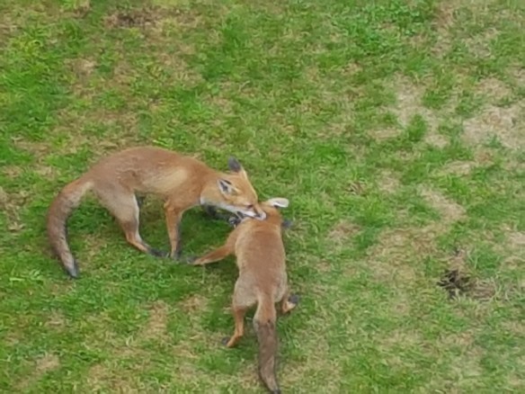 Foxes fighting