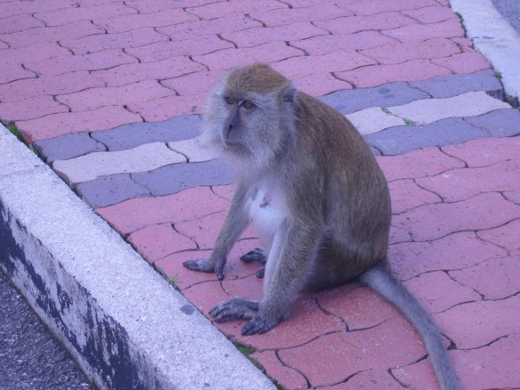 Monkey at Penang Hill