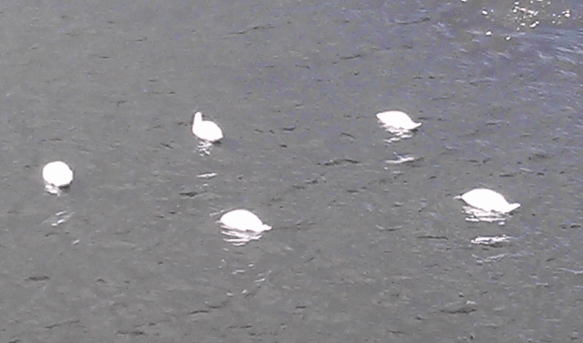 Swans face down