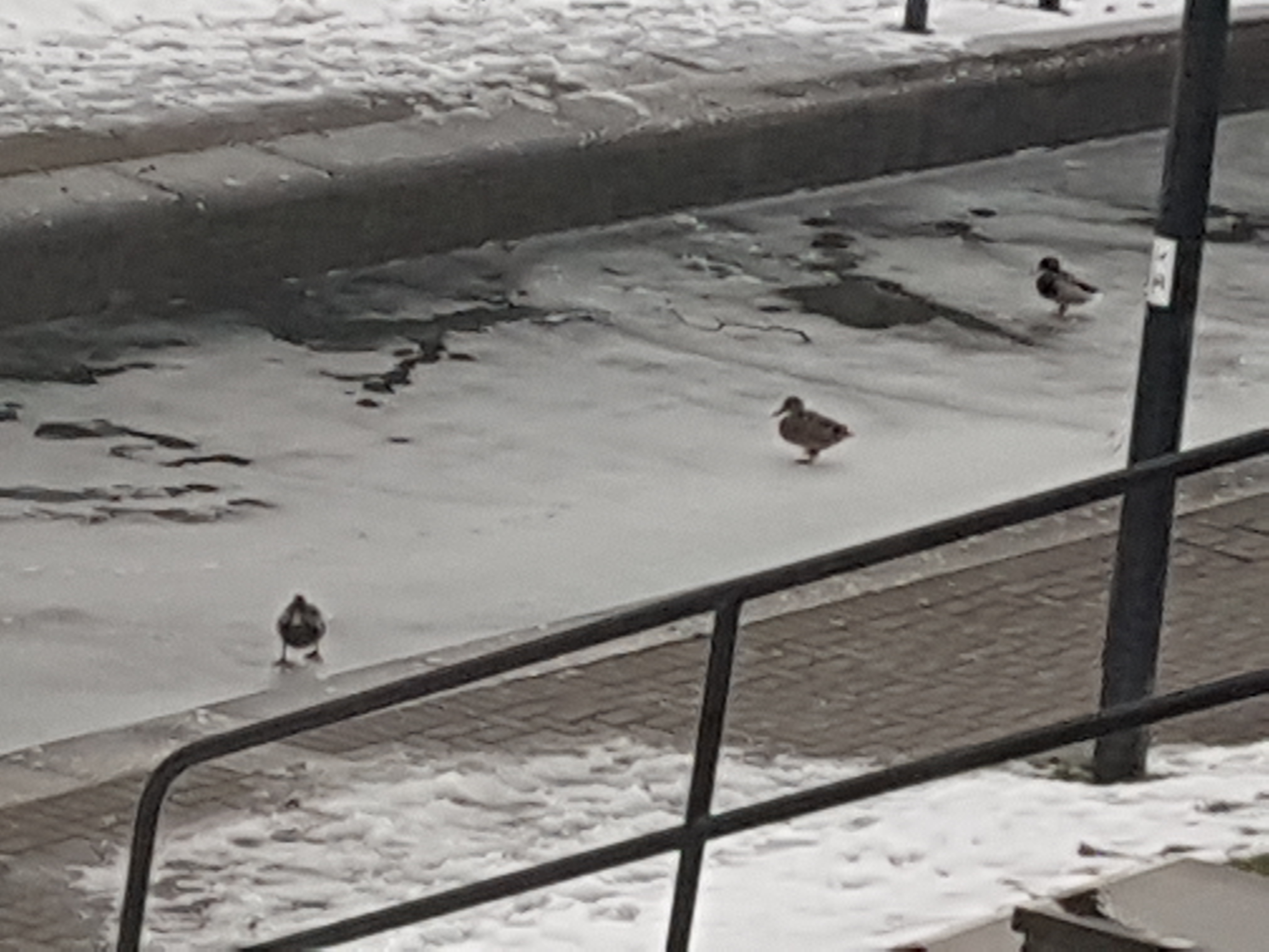 Ducks on ice [1]