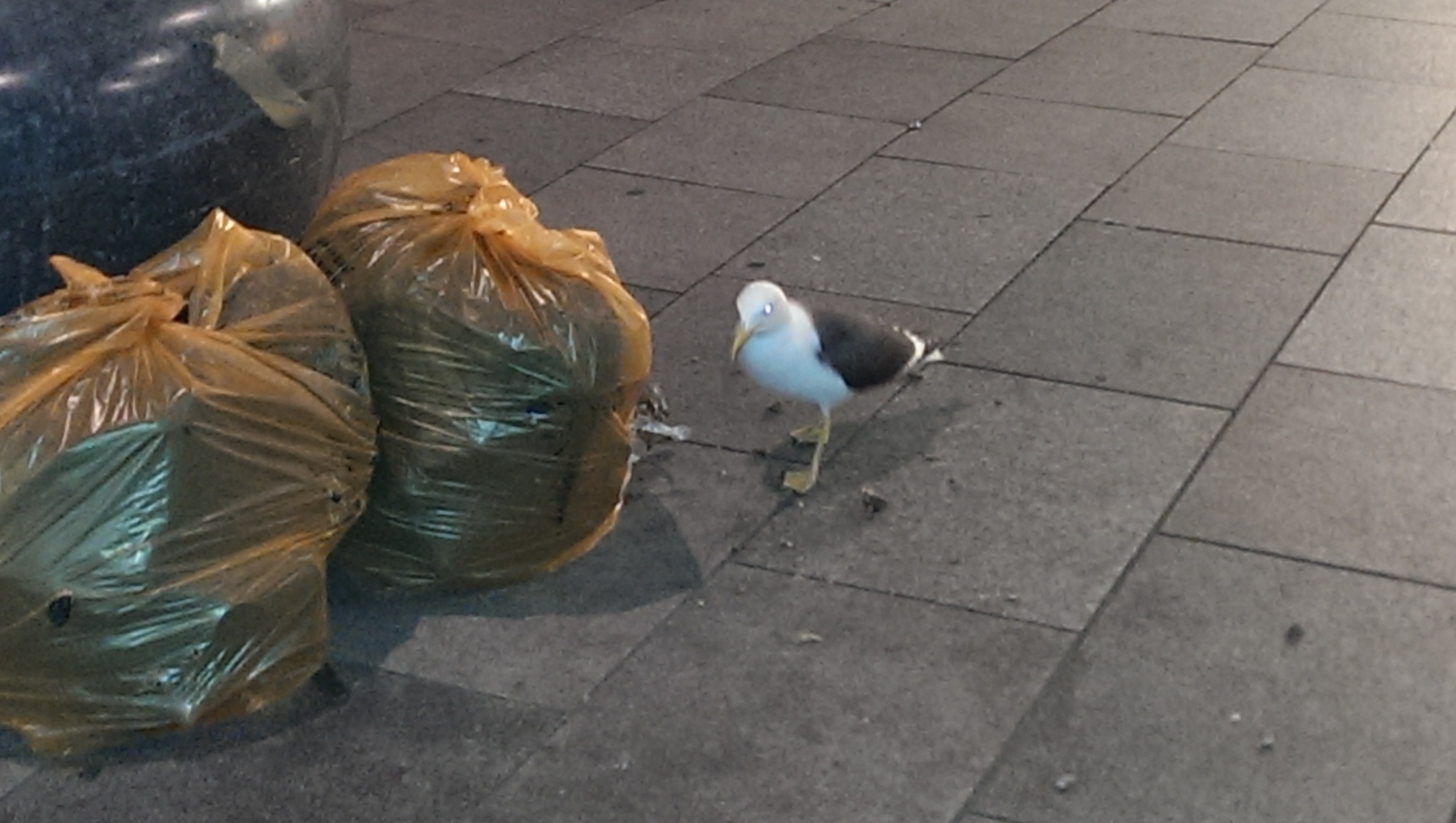 Street Food seagull