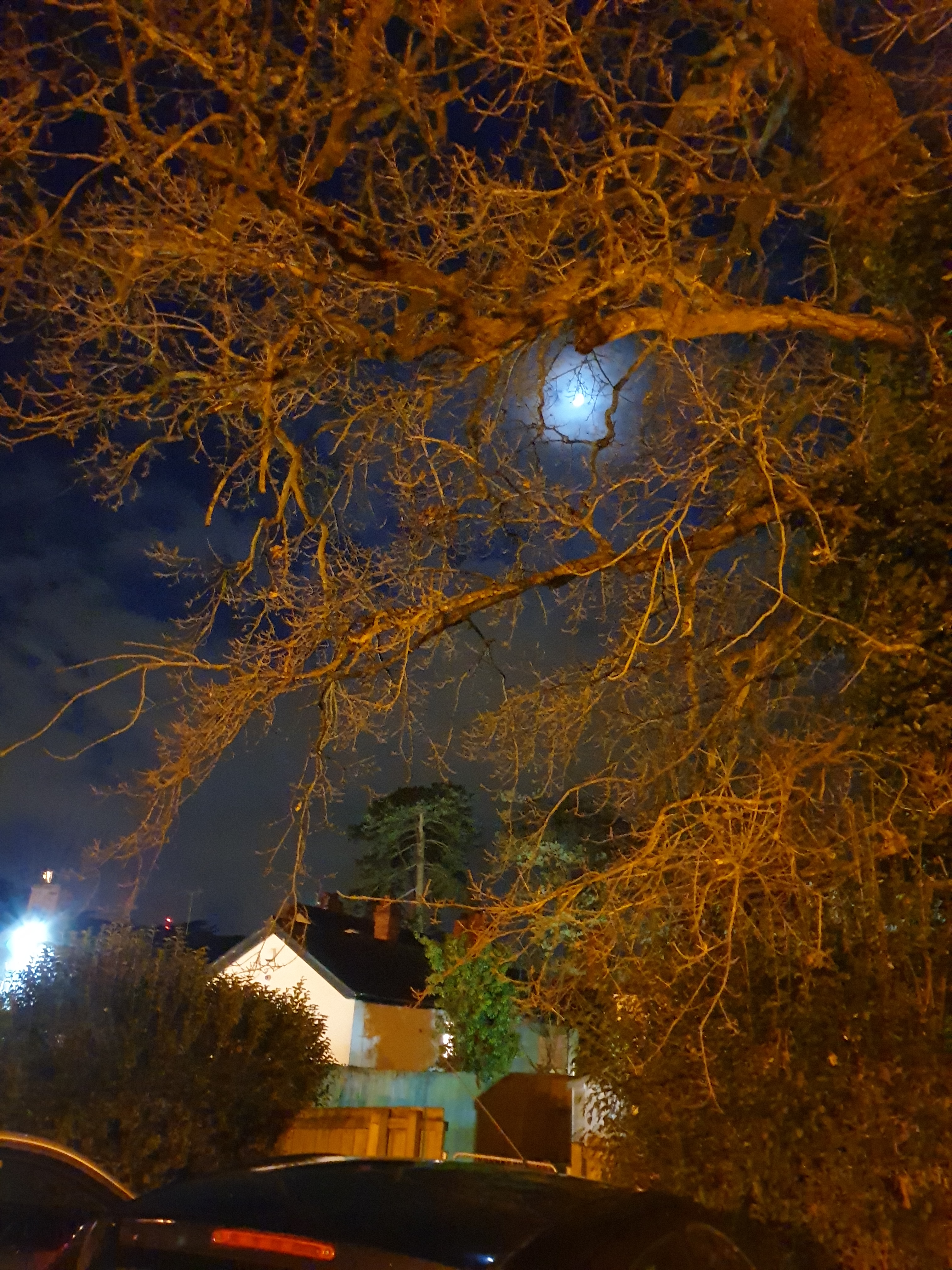 Moon through trees