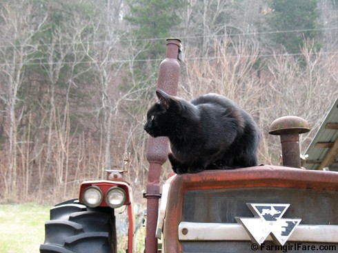 Mr. Midnight Tractor Cat