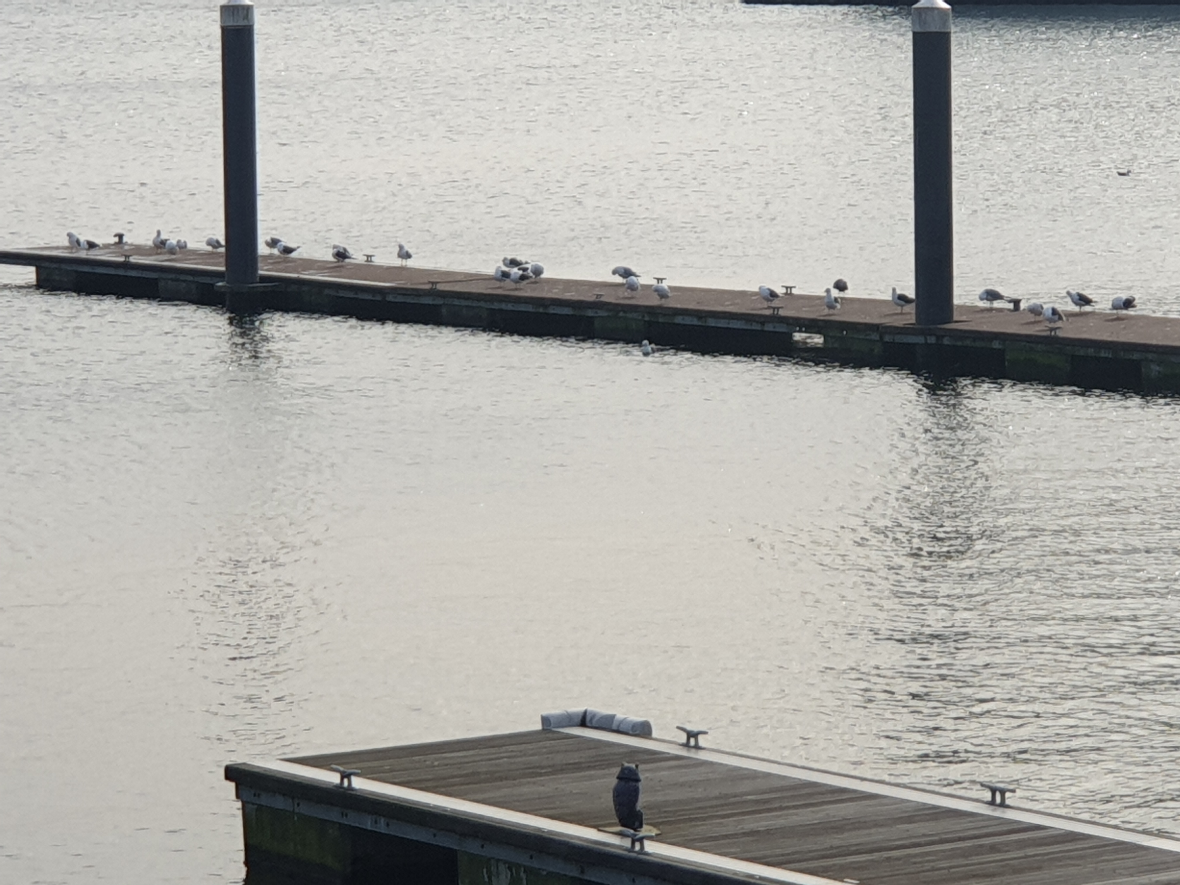 Gulls queue at Bay [1]