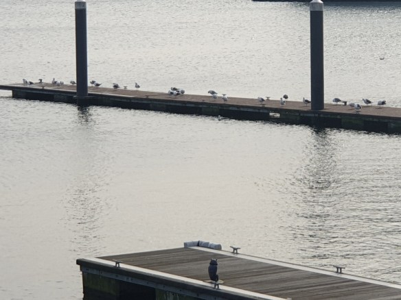 Gulls queue at Bay [1]