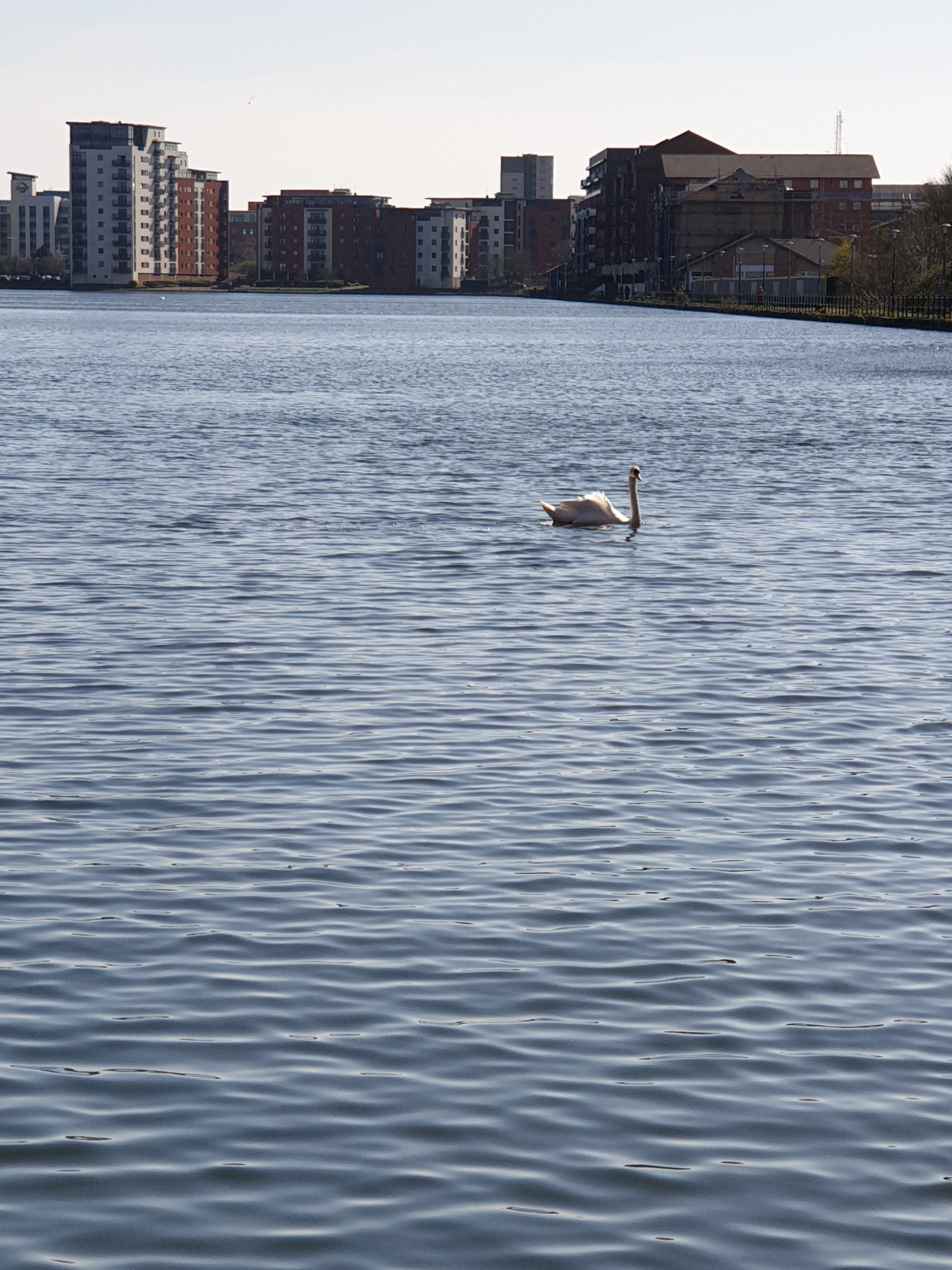 Lonely swan Mar 2020