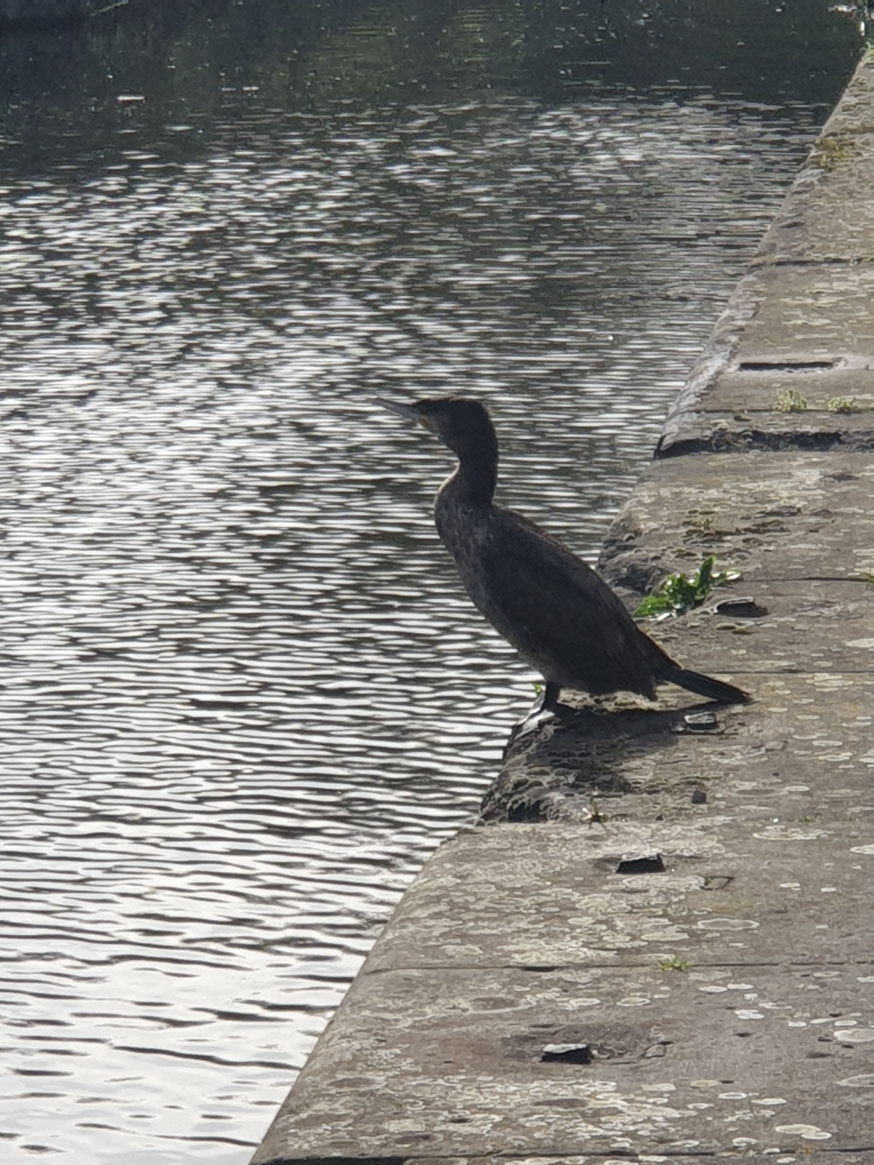 Waiting at feeder canal [1]