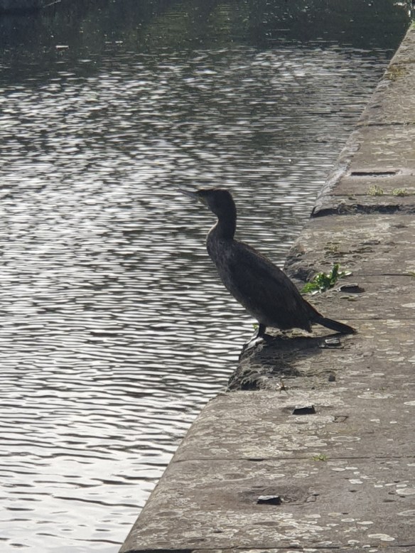 Waiting at feeder canal [1]